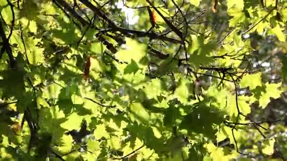 阳光透过绿叶的木头视频的预览图
