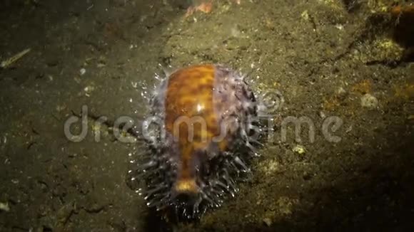 夜光灯照海底蜗牛视频的预览图