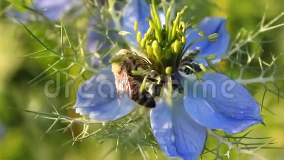 自然蜜蜂从黑麦花中收集花粉和花蜜视频的预览图