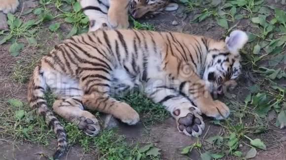 西伯利亚虎是主要居住在锡克霍特岛上的老虎亚种又称阿穆尔虎视频的预览图