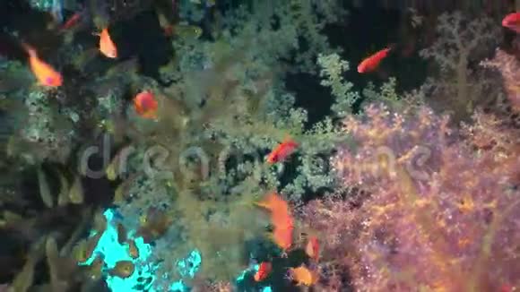 红海水下软珊瑚中的鱼群视频的预览图