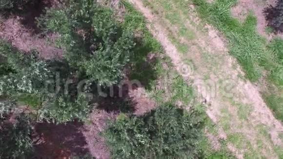 巴西橄榄林和犁地的鸟瞰图视频的预览图