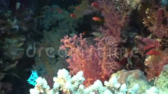 红海水下软珊瑚中的鱼群视频的预览图