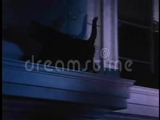 晚上黑猫穿过大楼的窗台视频的预览图