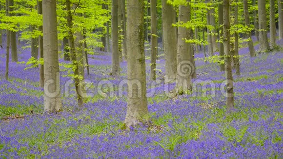 蓝铃森林视频的预览图