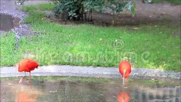 红鸟尤多西姆斯鲁伯视频的预览图