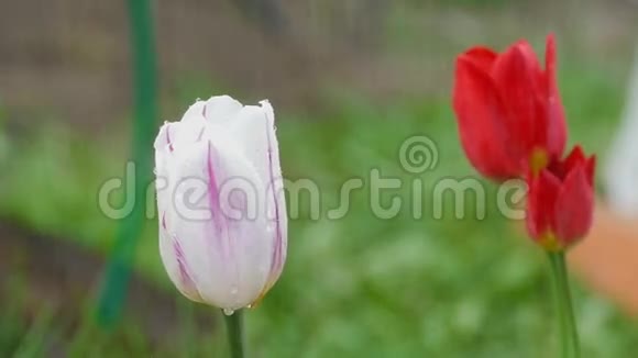 紫色郁金香花雨下视频的预览图