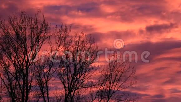 日落多云的红色天空和轮廓树十月视频的预览图