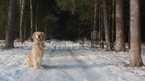 金毛猎犬在森林里晕倒视频的预览图
