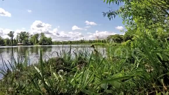 夏天湖畔的麻雀和鸭子视频的预览图