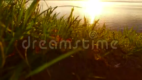 湖面上下着小雨日落草叶重新涂上橙色水滴在阳光下闪闪发光视频的预览图