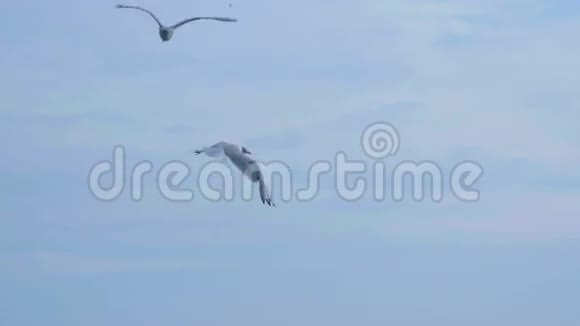海鸥在半空中飞翔视频的预览图
