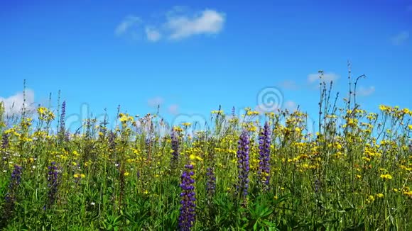 有鲜花和蓝天的美丽景观视频的预览图