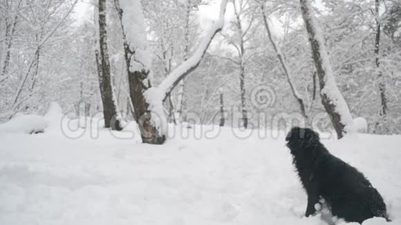 黑狗坐在森林里的雪地里视频的预览图