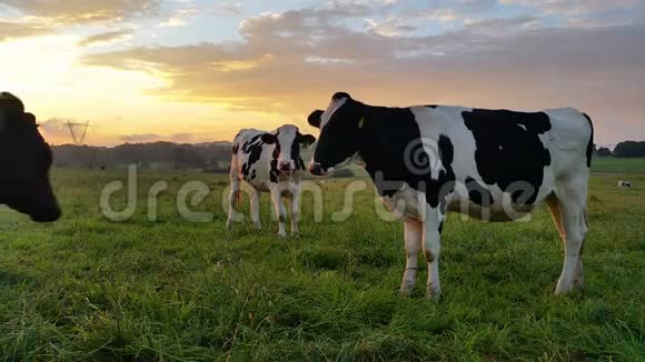 奶牛养殖日落日出视频的预览图