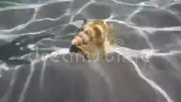 海底贝壳视频的预览图