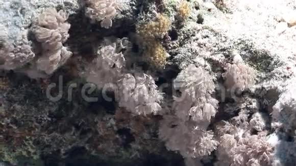 红海海底背景软珊瑚视频的预览图