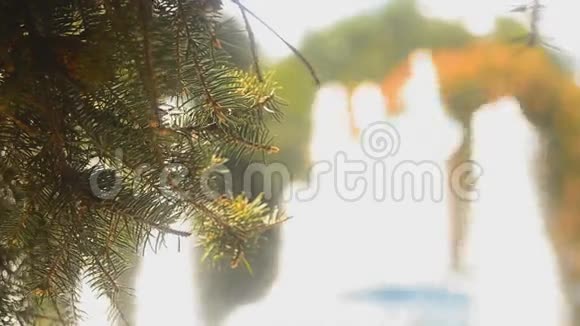 松枝背景喷泉视频的预览图