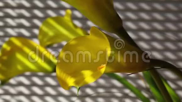 窗外黄色的百合花视频的预览图