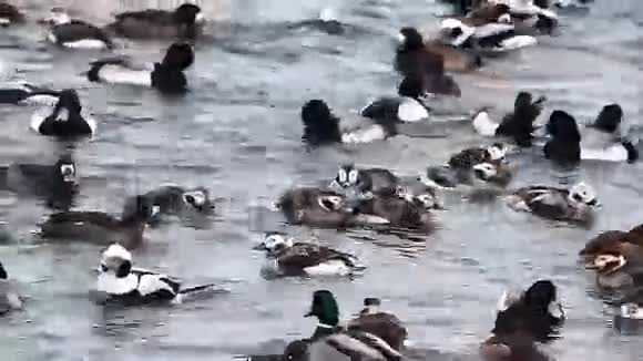 大量的冬季鸭子在疯狂的喂食视频的预览图