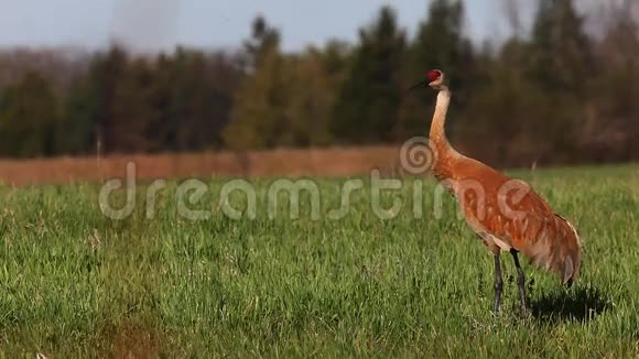 加拿大格鲁斯山鹤在草地上活动视频的预览图