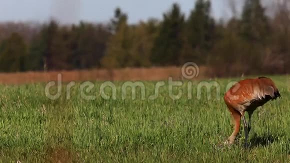 山鹤加拿大格鲁斯在野外活动视频的预览图