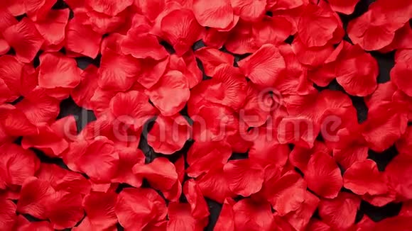 背景美丽的红色玫瑰花瓣顶部视图视频的预览图