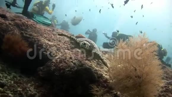 绿海龟和潜水员在清洁的海底水下马尔代夫视频的预览图