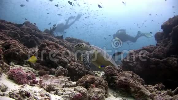 海龟和潜水员在清洁的海底水下在马尔代夫视频的预览图