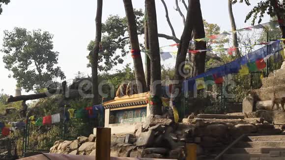 猴子在古老的废墟中跑来跑去视频的预览图