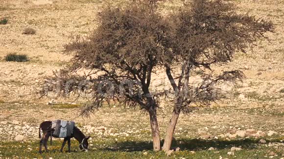 驴在寂寞树下吃草视频的预览图