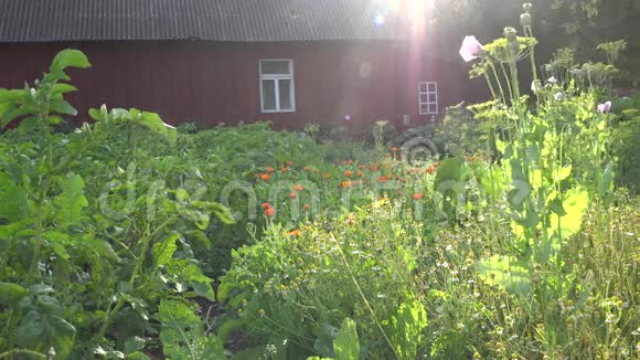 万寿菊和甘菊花生长在农村农家花园4K视频的预览图