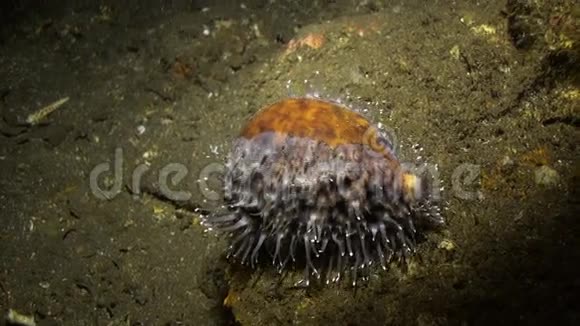 夜光灯照海底蜗牛视频的预览图