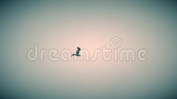 海鸥在美丽的天空中高高飞翔视频的预览图