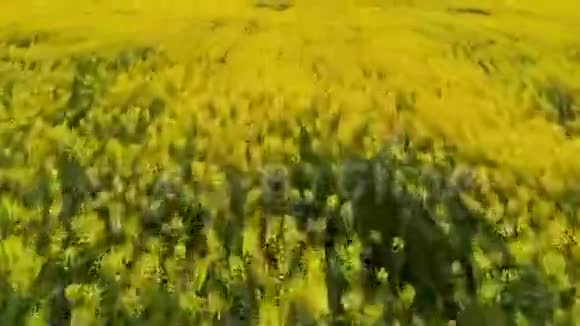 快速飞过油菜田视频的预览图