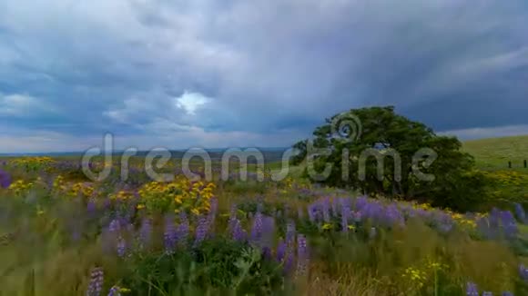 时间流逝在华盛顿州黄色的香豆和紫色的羽扇豆野花视频的预览图