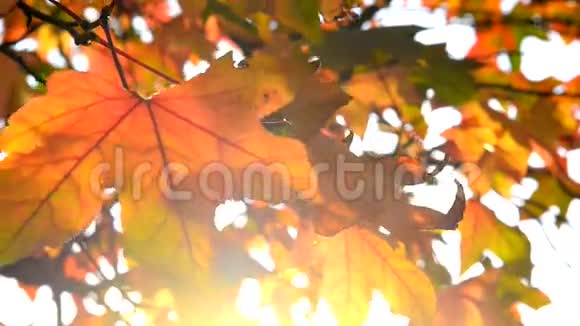 秋叶为背景视频的预览图