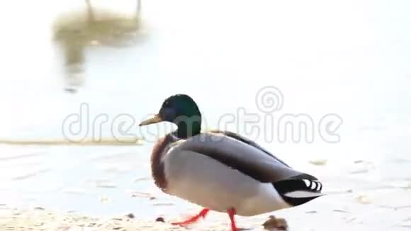 在河岸上鸭子视频的预览图