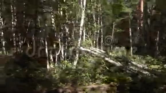 夏季无法通行的塔伊加Klyuchevskoy自然公园股票录像视频的预览图