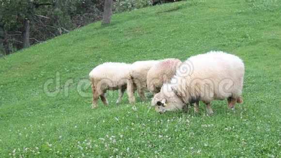 放牧绵羊视频的预览图