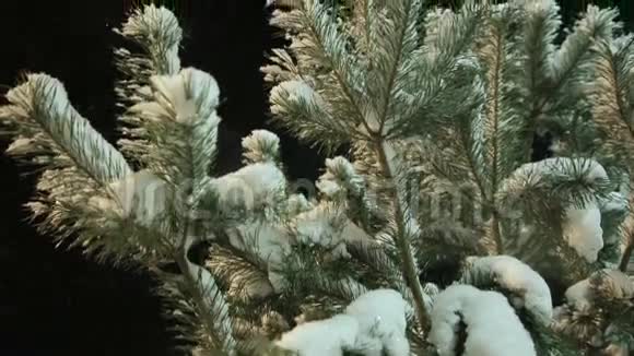 冬天的雪下松枝视频的预览图
