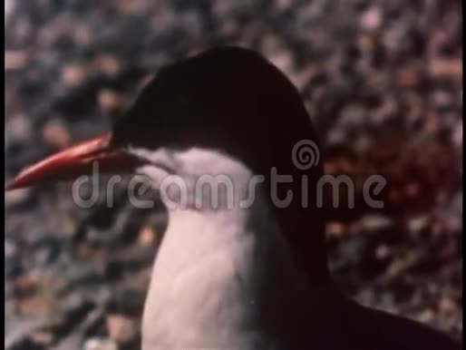 北极燕鸥的特写镜头视频的预览图