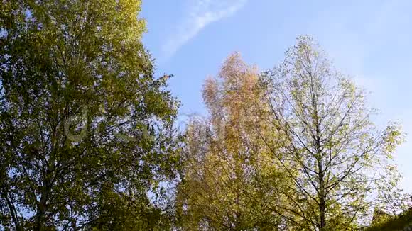 秋天白天城里的树在风中摇曳视频的预览图