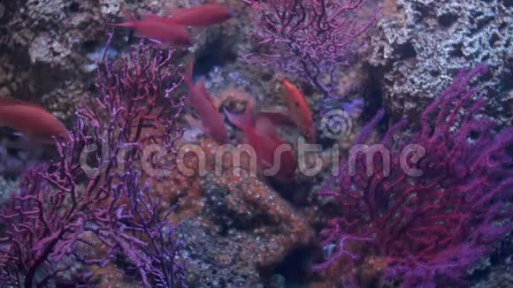 热那亚水族馆红色大坝视频的预览图
