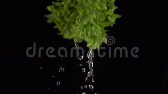 绿色的新鲜草本植物水溅视频的预览图