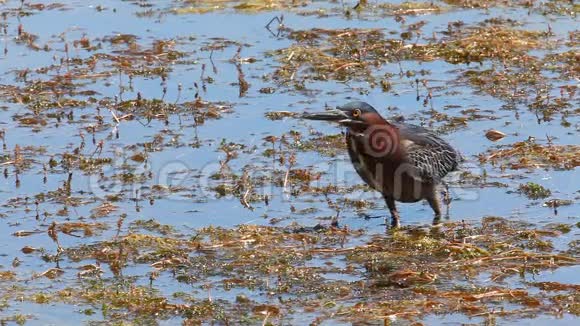 绿鹭布托里斯维雷森在沼泽中觅食视频的预览图