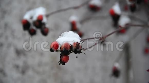 冬天雪覆盖的玫瑰浆果视频的预览图
