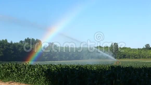 正在灌溉的玉米和彩虹视频的预览图