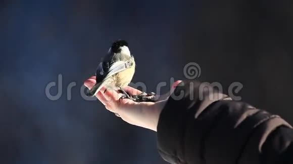 黑壳鸡蜱虫用手喂养视频的预览图