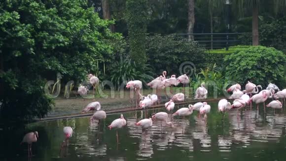 香港中央公园有很多粉红色火烈鸟视频的预览图